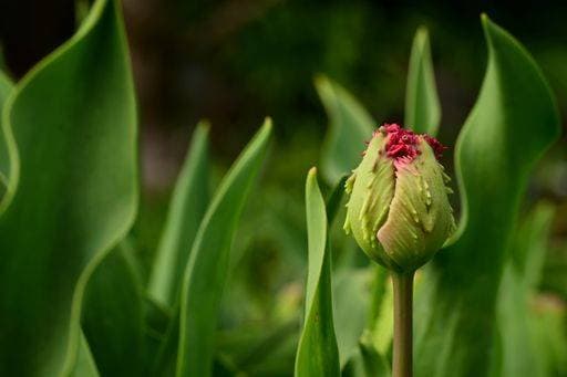 Creative Highlights World A field of blooming colorful tulips under the sun 24087280 RECORD DATE NOT STATED