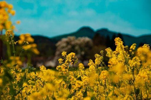 Creative Highlights World A scenic view of yellow mustard flowers in a field 24136404 RECORD DATE NOT STATED