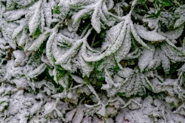 Wintereinbruch im Alpenvorland. Feuchte Schneeflocken machen aus dem grünen Frühjahrsgarten eine winterliche Landschaft. Die Blätter der Christrose werden vom Schnee verhüllt. Siegsdorf Bayern Deutschland *** The onset of winter in the foothills of the Alps Damp snowflakes turn the green spring garden into a wintry landscape The leaves of the Christmas rose are shrouded in snow Siegsdorf Bavaria Germany Copyright: xRolfxPossx