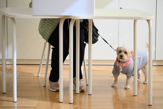 News Themen der Woche KW16 News Bilder des Tages Parliamentary elections 2024, Croatia Dog waiting for its owner to vote at the polling station. Citizens vote for their candidates in the 2024 parliamentary elections at the polling stations, in Zagreb, Croatia, on April 17, 2024. DavorxPuklavec PIXSELL