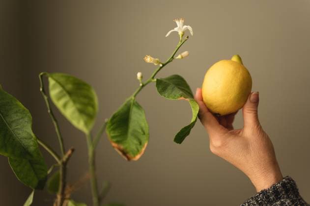 Creative Highlights Symbolbilder Close up of woman s hand holding a lemon next to blooming lemon tree Chicago, Illinois, United States R_AKAO240415-1399796-01 ,model released, Symbolfoto