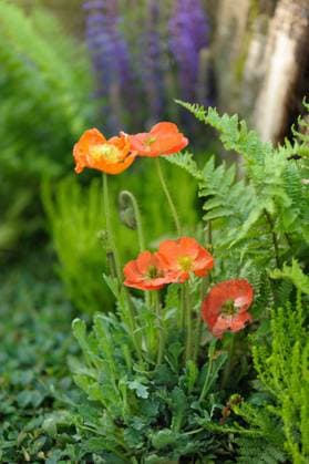 Blüte des Islandmohns Der Islandmohn (Papaver nudicaule) trägt zarte orangerote Blätter *** Flower of Islandmohns the Iceland poppy Papaver nudicaule carries Delicate Orange Red Sheets _MW21240
