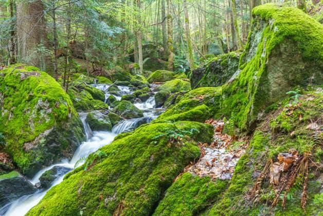 Creative Highlights World river ysper in the valley ypsertal in the lower austrian region waldviertel *** fluss ysper im ypsertal in der niederösterreichischen region waldviertel Copyright: xW.Simlingerx