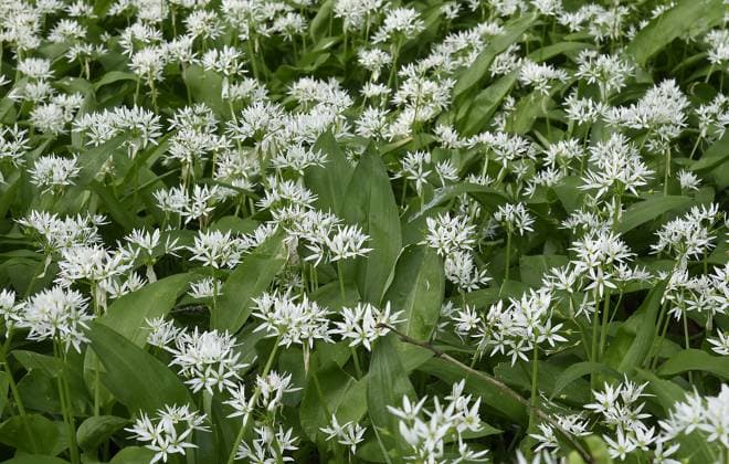 Creative Highlights World The wild Allium ursinum (known as Bear s Garlic, ramsons, buckrams, wild garlic, broad-leaved garlic, wood garlic) flowering in Bozena Nemcova Park in Karvina, Czech Republic, April 19, 2024. (CTKxPhoto DrahoslavxRamik) CTKPhotoF202404190006601  CTKPhotoF202404190006601