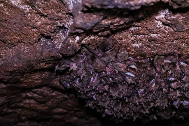 Creative Highlights World RUSSIA, REPUBLIC OF CRIMEA - APRIL 20, 2024: Bats are seen in the catacombs of Mount Opuk at the Opuk Nature Reserve in the city of Kerch. Andrei Rubtsov TASS  69279687