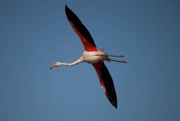 Creative Highlights World Arrival of flamencos at Fuente de Piedra lake in Malaga - 20 Apr 2024 A pink flamingo is seen flying at Fuente de Piedra Lake. The recent rains in the province of Málaga has allowed the water level of the lagoon to rise and the arrival of thousands of flamingos to begin their breeding cycle. This lagoon is a nature reserve and breeding ground for flamingos, where visitors can observe many species in their natural habitat. Malaga Spain Copyright: xJesusxMeridax xSOPAxImagesx 20042024_JMERIDA1-10