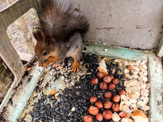 RUSSIA, MOSCOW - APRIL 21, 2024: A squirrel eats food in a feeder in Alyoshkinsky Forest Park in spring. Maxim Grigoryev TASS  69313844