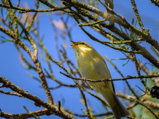 Creative Highlights World A Willow Warbler sitting on a twig, sunny morning in springtime, Austria Eggelsberg Austria