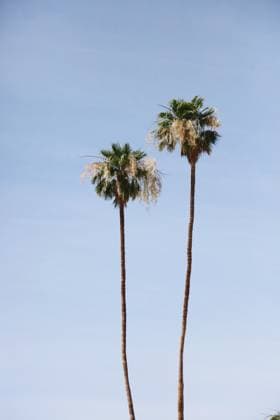 Creative Highlights World Majestic palm trees in Palm Springs Palm Springs, California, United States R_XPKR240417-1400688-01