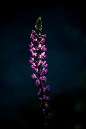 Creative Highlights World Single lovely sunlit lupine wildflower Palm Springs, California, United States R_XPKR240417-1400717-01