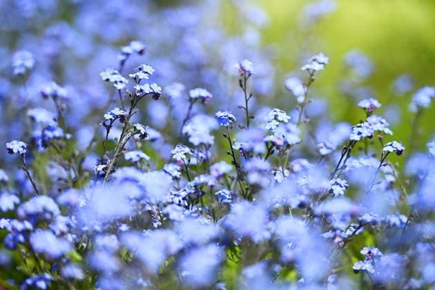 Vergissmeinnicht, Myosotis *** Forget-me-not, Myosotis ** NUR FUER REDAKTIONELLE ZWECKE ** EDITORIAL USE ONLY **