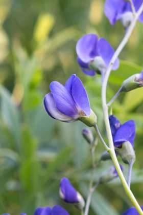 Blaue Faerberhuelse, Indigolupine (Baptisia australis), Blueten blue wild indigo, wild false indigo (Baptisia australis), flowers, Europe, island Mainau BLWS708362 *** Blue Faerberhuelse, Indigo Lupin Baptisia Australis , Flowers Blue Wild indigo, Wild False Indigo Baptisia Australis , flowers, Europe, Iceland Mainau BLWS708362 Copyright: xblickwinkel McPHOTO H.-R.xMuellerx