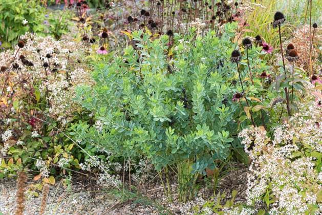 Blaue Faerberhuelse, Indigolupine (Baptisia australis), fruchtend blue wild indigo, wild false indigo (Baptisia australis), fruiting BLWS708365 *** Blue Faerberhuelse, Indigo Lupin Baptisia Australis , fruchtend Blue Wild indigo, Wild False Indigo Baptisia Australis , fruiting BLWS708365 Copyright: xblickwinkel McPHOTO H.-R.xMuellerx