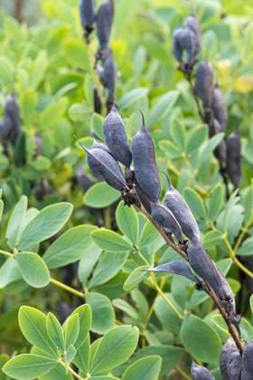 Blaue Faerberhuelse, Indigolupine (Baptisia australis), fruchtend blue wild indigo, wild false indigo (Baptisia australis), fruiting BLWS708366 *** Blue Faerberhuelse, Indigo Lupin Baptisia Australis , fruchtend Blue Wild indigo, Wild False Indigo Baptisia Australis , fruiting BLWS708366 Copyright: xblickwinkel McPHOTO H.-R.xMuellerx