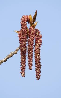 Creative Highlights World Bastard black poplar, Canadian poplar (Populus), male flowers, Thuringia, Germany, Europe *** Bastard Black poplar, Canadian Poplar Populus , Male flowers, Thuringia, Germany, Europe Copyright: imageBROKER/FrankxSommariva ibxfso10488461.jpg