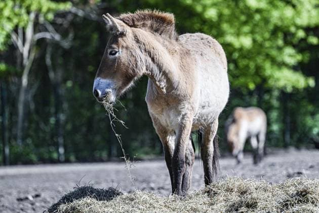 Rückkehr der Przewalski-Pferde aus dem Tierpark nach Kasachstan ** NUR FÜR REDAKTIONELLE ZWECKE ** EDITORIAL USE ONLY **<p>Rückkehr der Przewalski-Pferde aus dem Tierpark nach Kasachstan, Die Wiederansiedlung des Przewalski-Pferdes ist ein Musterbeispiel für die Bedeutung der Erhaltungszucht bedrohter Tierarten in menschlicher Obhut, fotografiert am 23.04.2024 in Berlin. Deutschland Berlin Berlin Copyright: MaurizioxGambarini *** Return of Przewalskis horses from the zoo to Kazakhstan FOR EDITORIAL PURPOSES ONLY p Return of Przewalskis horses from the zoo to Kazakhstan, The reintroduction of the Przewalskis horse is a prime example of the importance of conservation breeding of endangered species in human care, photographed on 23 04 2024 Copyright: MaurizioxGambarini doc7v4g0vjmzib1j4q92jyh ,EDITORIAL USE ONLY
