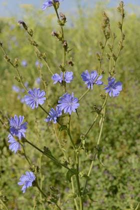  Common chicory (Cichorium intybus), inflorescence, North Rhine-Westphalia, Germany, Europe *** Common Chicory Cichorium intybus , inflorescence, North Rhine Westphalia, Germany, Europe Copyright: imageBROKER/Frederik ibxrba10489444.jpg