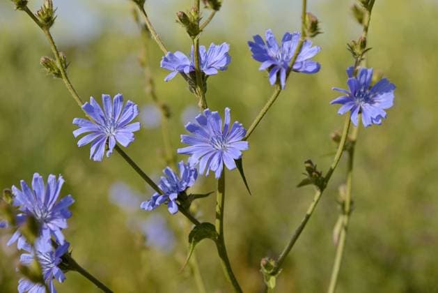  Common chicory (Cichorium intybus), inflorescence, North Rhine-Westphalia, Germany, Europe *** Common Chicory Cichorium intybus , inflorescence, North Rhine Westphalia, Germany, Europe Copyright: imageBROKER/Frederik ibxrba10489445.jpg