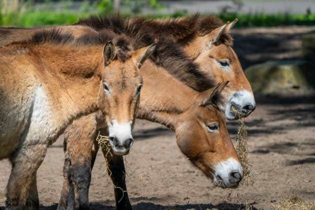 Diese Przewalskipferde (Equus przewalski) im Tierpark Berlin-Friedrichsfelde werden in wenigen Wochen in der Steppe in Kasachstan ausgewildert. Dafür wird u.a. der Tierpark Berlin als Artenschutzzentrum fungieren und die Herde in Berlin zusammenfassen. Die Wildpferde werden dann im Juni 2024 ihre Reise in einer Maschine des tschechischen Militärs nach Kasachstan antreten. *** These Przewalskis horses Equus przewalski at Tierpark Berlin Friedrichsfelde will be released into the wild in the steppe in Kazakhstan in a few weeks time Tierpark Berlin will act as a species conservation center and gather the herd in Berlin The wild horses will then start their journey to Kazakhstan in June 2024 on a Czech military plane