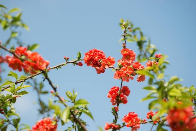  Branch with bright red flowers, spring mood, japanese quince (Chaenomeles speciosa) (syn.: Chaenomeles lagenaria) or tall ornamental quince, branches with bright red flowers and fresh green leaves against a clear blue sky, sunny day, Allertal, Lower Saxony, Germany, Europe *** Branch With Bright Red flowers, Spring mood, Japanese Quince Chaenomeles speciosa Syn Chaenomeles Lagenaria or Tall ornamental quince, branches With Bright Red Flowers and Fresh Green Leaves against a Clear Blue sky, Sunny day, Allertal, Lower Saxony, Germany, Europe Copyright: imageBROKER/CarolaxVahldiek ibxcva10489054.jpg