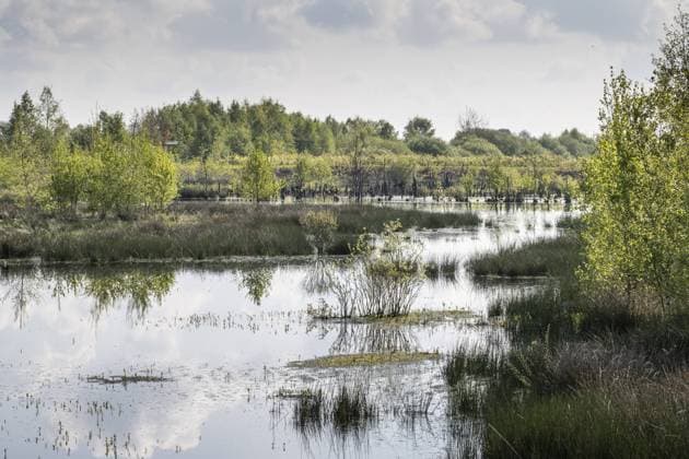 Moorland, rewetting, Emsland, Lower Saxony, Germany, Europe *** Moorland, rewetting, Emsland, Lower Saxony, Germany, Europe Copyright: imageBROKER ErhardxNerger ibxenh10498229.jpg