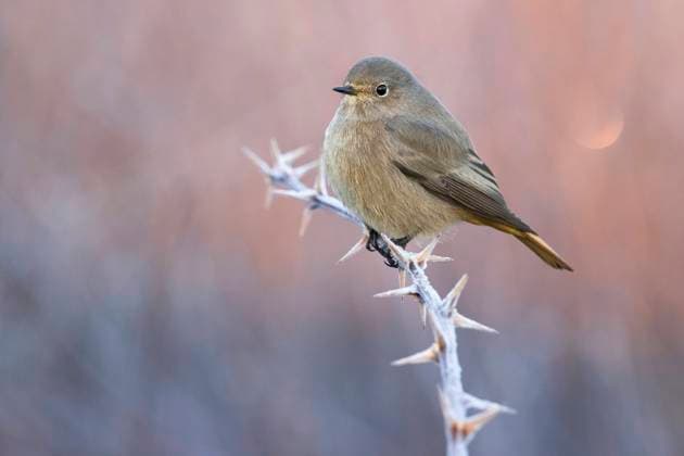 Hausrotschwanz, Haus-Rotschwanz (Phoenicurus ochruros), Weibchen sitzt auf einem dornigen Zweig, Seitenansicht, Italien, Toskana black redstart (Phoenicurus ochruros), female perching on a prickly twig, side view, Italy, Tuscany BLWS708409 *** Black redstart, House Rotschwanz Phoenicurus ochruros , Female sits at a thorny Zweig, Side view, Italy, Tuscany Black redstart Phoenicurus ochruros , Female perching ON a Prickly twig, Side view, Italy, Tuscany BLWS708409 Copyright: xblickwinkel AGAMI D.xOcchiatox