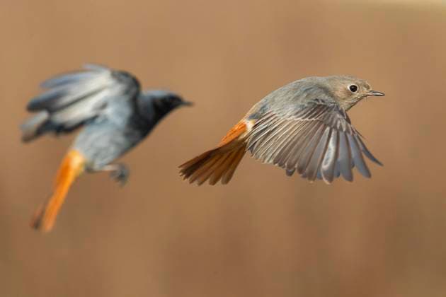 Creative Highlights World Hausrotschwanz, Haus-Rotschwanz (Phoenicurus ochruros), Paar im Flug, Seitenansicht, Italien, Toskana black redstart, black redtail, Tithys redstart (Phoenicurus ochruros), couple in flight, side view, Italy, Tuscany, Piana fiorentina; Stagno di Peretola BLWS708441 *** Black redstart, House Rotschwanz Phoenicurus ochruros , pair at Flight, Side view, Italy, Tuscany Black redstart, Black redtail, Tithys redstart Phoenicurus ochruros , COUPLE in flight, Side view, Italy, Tuscany, Piana Fiorentina Stagno Tue Peretola BLWS708441 Copyright: xblickwinkel AGAMI D.xOcchiatox