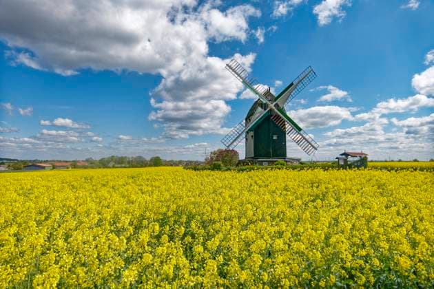 Bockwindmühle, Baujahr 1848, heute in Privatbesitz, 1985 Rekonstruktion, Die 1848 erbaute Mühle wurde bis 1952 zum Mahlen von Getreide verwendet. Frühling, Rapsfelder, Eimersleben, Ostdeuschland, Sachsen-Anhalt, Deutschland, *** Windmill, built in 1848, now privately owned, reconstructed in 1985, The mill, built in 1848, was used for grinding grain until 1952 Spring, rape fields, Eimersleben, East Germany, Saxony-Anhalt, Germany,
