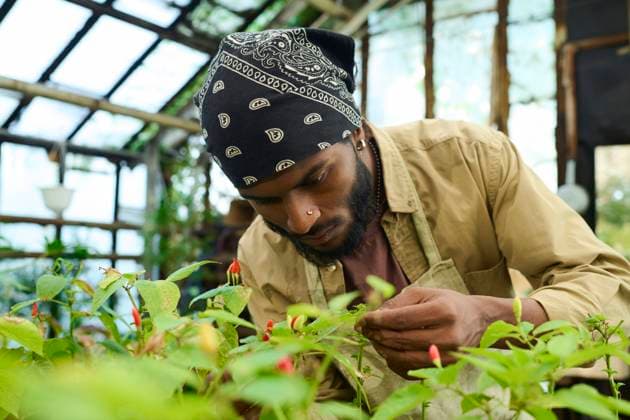 IMAGO Creative: Garten, Anbau im Gewächshaus Farmer wearing bandana and examining chili pepper plant in greenhouse model released, Symbolfoto property released, DSHF01665