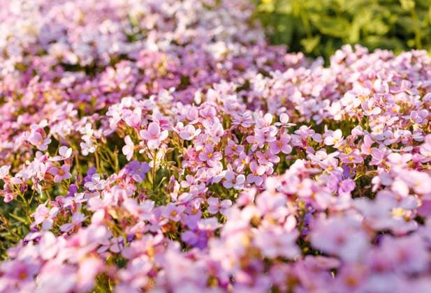 beautiful pink flowers in the garden. Gera, Thuringia, Germany R_GGIE2403224F-1376447-01