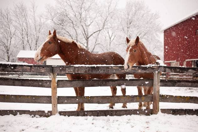 Two horses stand serene amidst a gentle snowfall. Chicago, Illinois, United States R_YVLB240422-1407087-01