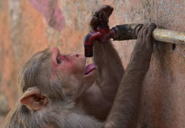 Entertainment Themen der Woche KW17 Entertainment Bilder des Tages April 25, 2024, Prayagraj, Uttar Pradesh, India: A monkey tries to quenches its thirst from a water tap on a hot summer day. Prayagraj India - ZUMA-ANI 20240425_mda_k183_135 Copyright: xSanjayxKanojiax