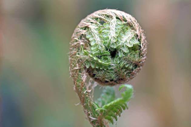 Farne in Deutschland Der echte Wurmfarn mit noch eingerolltem Farnwedel im Frühling *** Ferns in Germany The real worm fern with its frond still curled up in spring