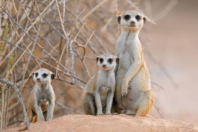 Creative Highlights World Alert meerkat (Suricata suricatta) family in natural habitat Alert meerkat (Suricata suricatta) family in natural habitat, Kalahari desert, South Africa Copyright: xZoonar.com NicoxSmitx 21369675