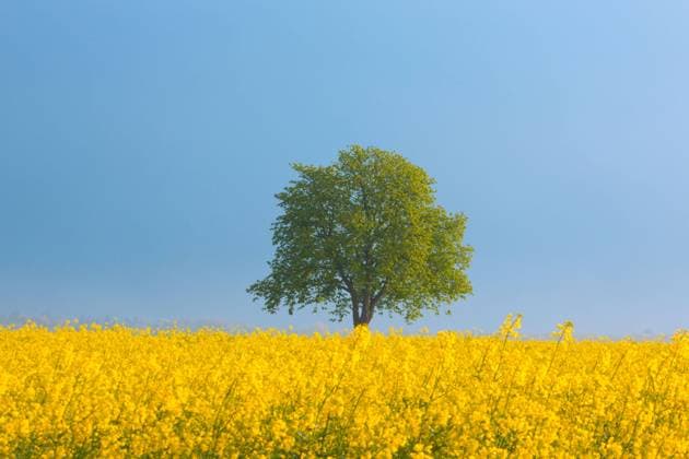 Grüne Lunge im Rapsfeld: Ein einzelner Baum steht am Donnerstag (25.04.2024) unweit von Lelkendorf OT Küsserow (Landkreis Rostock) in einem Rapsfeld. Der Regen der letzten Tage hat in Mecklenburg Vorpommern insbesondere auch dem Raps gut getan. So steht die Ölfrucht mittlerweile im gesamten Nordosten in voller Blüte. Mecklenburg Vorpommern ist noch immer Rapsanbauland Nummer 1 in Deutschland. Raps hat sowohl bei der menschlichen Ernährung als auch als Energieträger einen hohen Stellenwert. Dennoch schwankt die Anbaufläche von Jahr zu Jahr. *** Green lung in the rapeseed field A single tree stands in a rapeseed field not far from Lelkendorf OT Küsserow in the Rostock district on Thursday 25 04 2024 The rain of the last few days has been par