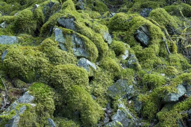 Creative Highlights World Forest landscape with moss, Bergen, Norway, Southwest coast, Scandinavia, Northern Europe, Europe *** Forest Landscape With moss, Bergen, Norway, Southwest coast, Scandinavia, Northern Europe, Europe Copyright: imageBROKER/STELLA iblstf10500838.jpg