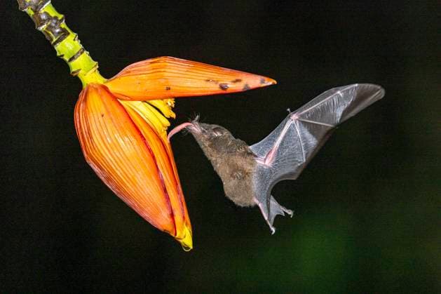 Creative Highlights World Pallas-Bluetenfledermaus, Pallasbluetenfledermaus, Spitzmaus-Langzuengler, Spitzmausjangzuengler (Glossophaga soricina), saugt nachts Nektar an Bananenbluete, Costa Rica, Boca Tapada shrew-like long-tongued bat, Pallas long-tongued bat (Glossophaga soricina), sucks nectar from banana blossom at night, Costa Rica, Boca Tapada BLWS708707 *** Pallas Flower bat, Pallass bluet bat, Shrew Langzuengler, Shrew swift Glossophaga soricina , sucks at night Nectar to Banana blossom, Costa Rica, Boca Tapada Shrew Like Long tongued asked, Pallas Long tongued Bat Glossophaga soricina , SUCKS Nectar from Banana Blossom AT night, Costa Rica, Boca Tapada BLWS708707 Copyright: xblickwinkel M.xWoikex