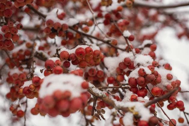 Winter s Crimson Beauty: Snow-Covered Rowan in Rural Landscape. Enchanting Winter Scenes: Capturing the Festive Red Rowan in a Snow-Covered Countryside Winter s Crimson Beauty: Snow-Covered Rowan in Rural Landscape. Enchanting Winter Scenes: Capturing the Festive Red Rowan in a Snow-Covered Countryside. Winter Frozen Viburnum Under Snow. Viburnum In The Snow. First snow. Beautiful winter. Copyright: xZoonar.com AndrIixKovnirx 21406422