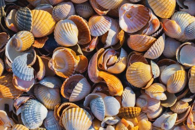 Shell Coast. Close-up of small seashells on the seashore. Sea background with sunset light Shell Coast. Close-up of small seashells on the seashore. Sea background with sunset light. Copyright: xZoonar.com IanxIankovskiix 21431358