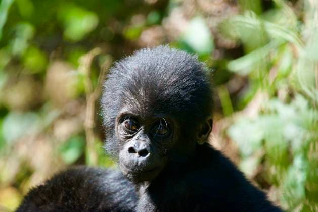 Portrait eines Gorillababies Portrait of a gorilla baby Copyright: xZoonar.com TomxBerrx 21431575
