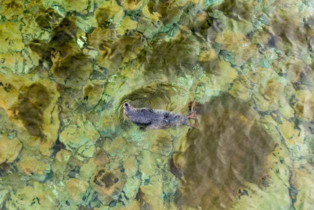 Creative Highlights World RUSSIA, VLADIVOSTOK - APRIL 28, 2024: A spotted seal nursed back to health returns to the wild on Zheltukhin Island in the Peter the Great Gulf. Yuri Smityuk TASS  69505596