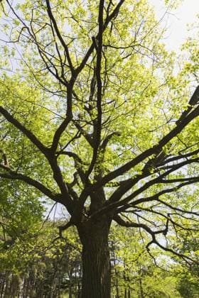 Backlit and silhouetted Quercus rubra, Northern *** backlit and silhouetted Quercus rubra, Northern Copyright: imageBROKER PerryxMastrovito ibxpmt10508046.jpg