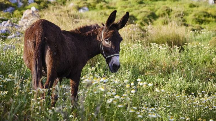 A donkey stands on a green meadow surrounded by flowers, Lindos, Rhodes, Dodecanese, Greek Islands, Greece, Europe *** a Donkey stands ON a Green Meadow surrounded by flowers, Lindos, Rhodes, Dodecanese, Greek Iceland, Greece, Europe Copyright: imageBROKER RalfxAdler ibxraa10499835.jpg