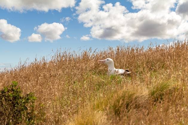 Albatros breeding at the Royal Albatros Centre, Owaka Peninsula in New Zealand Albatros breeding at the Royal Albatros Centre, Owaka Peninsula, South Island of New Zealand Copyright: xZoonar.com imagoDensx 21477872