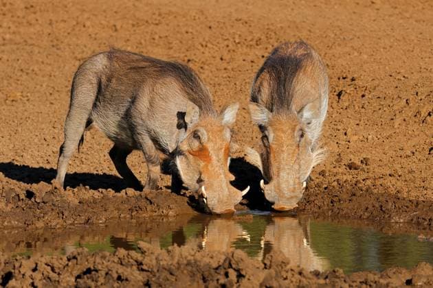 Creative Highlights World Two warthogs (Phacochoerus africanus) drinking at a muddy waterhole Two warthogs (Phacochoerus africanus) drinking at a muddy waterhole, Mokala National Park, South Africa Copyright: xZoonar.com NicoxSmitx 21497046