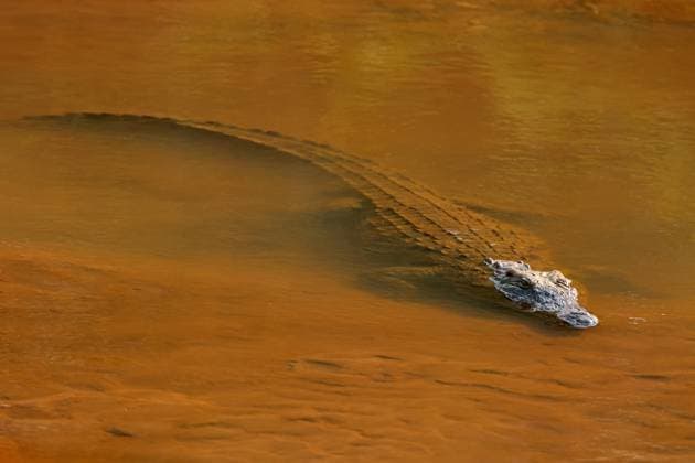 Creative Highlights World A large Nile crocodile (Crocodylus niloticus) in shallow water A large Nile crocodile (Crocodylus niloticus) in shallow water, Kruger National Park, South Africa Copyright: xZoonar.com NicoxSmitx 21497053