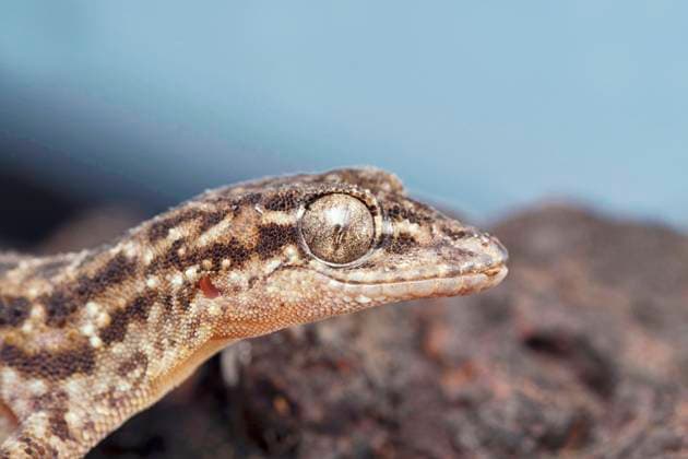 Head markings closeup of Satara plateau gecko, Hemidactylus satarensis, Satara, Maharashtra, India Head markings closeup of Satara plateau gecko, Hemidactylus satarensis, Satara, Maharashtra, India Copyright: xZoonar.com RealityImagesx 21498051