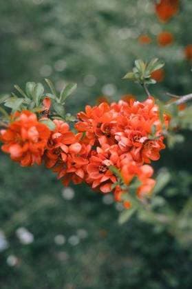 A close-up of red Chaenomeles flowers in a field 24366519 RECORD DATE NOT STATED