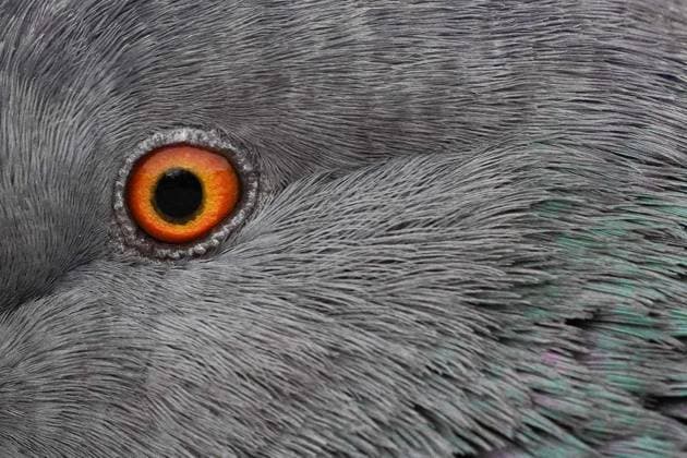 Creative Highlights World April 28, 2024, Santiago, Metropolitana, Chile: Close up of a pigeons eye on a street in Santiago, Chile. Santiago Chile - ZUMAb332 20240428_zip_b332_007 Copyright: xMatiasxBasualdox