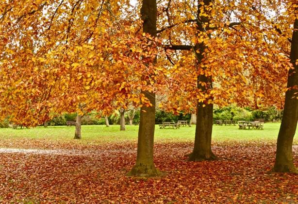 Autumnal colours at Cliveden House, Berkshire Autumnal colours at Cliveden House, Berkshire,  Copyright: xGeoffxSwainex xAvalonx 0540767633